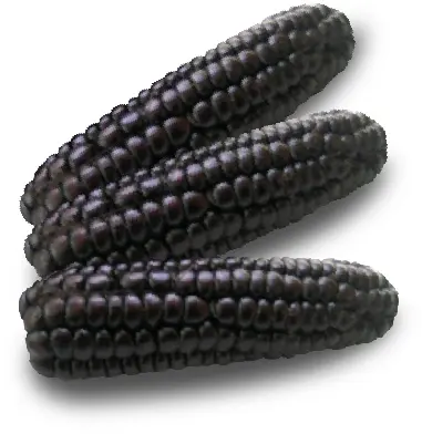 [C2S-1014] Maiz Morado seco en Mazorca - CostaSierraSilva, 10kg